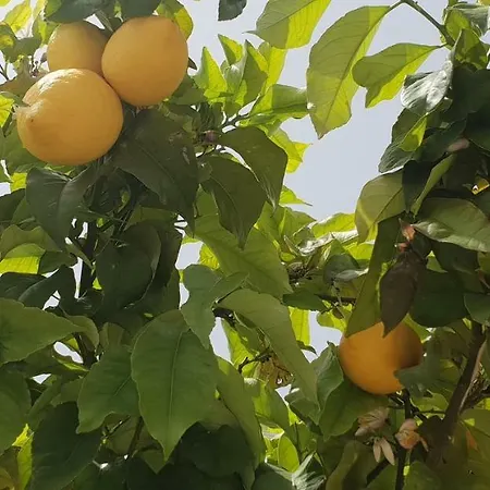 فندق مبيت وإفطار Sea Aspra